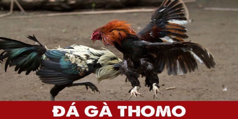 Tìm hiểu chi tiết về trò chơi đá gà thomo Kubet77